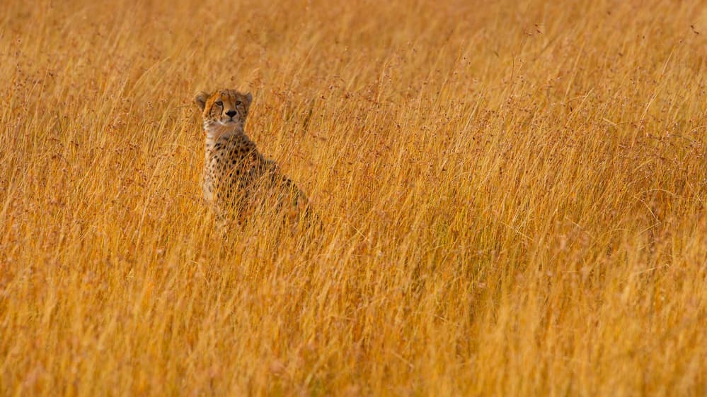 Cheetah in Golden Grass by Mohammed Alnaser — canvas wall art