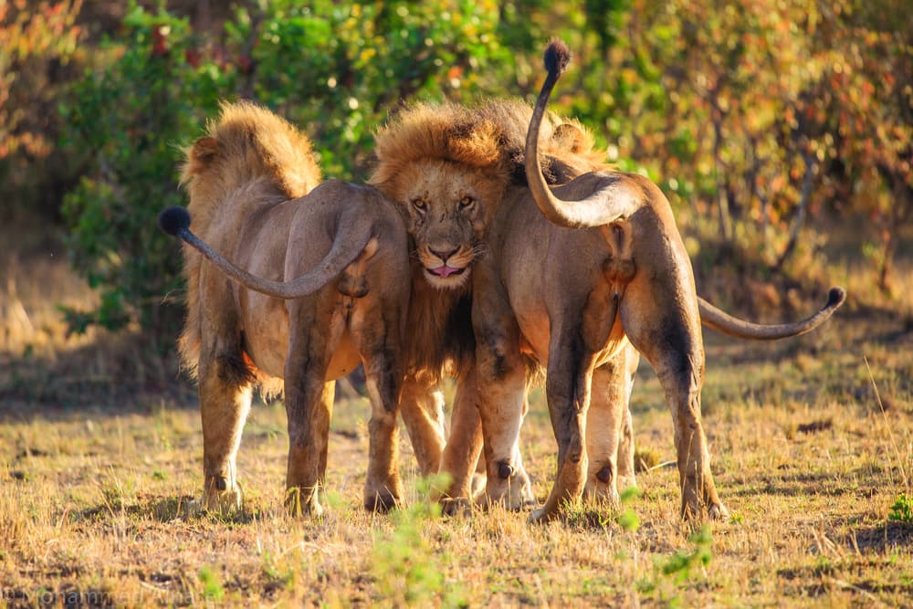 Majestic African Lions by Mohammed Alnaser — canvas wall art