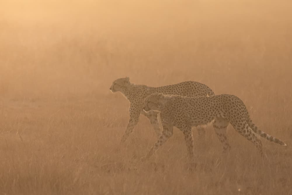 Two Cheetahs Golden Hour by Ali Khataw — canvas wall art