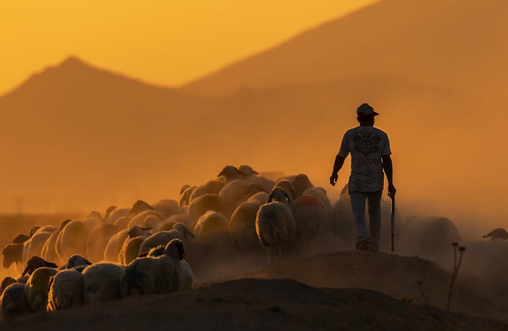 Shepherd and Golden Flock by durmusceylan — canvas wall art