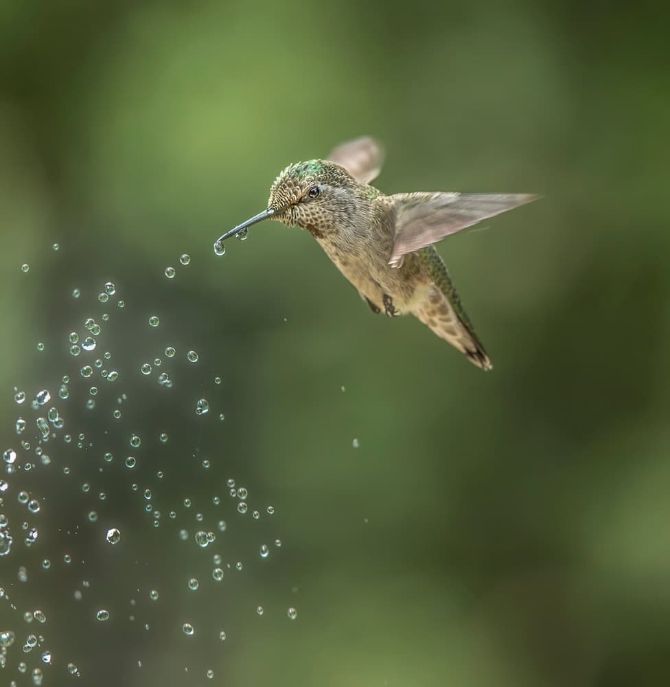 Hummingbird Drinking Water Drops by Judy Tseng — canvas wall art