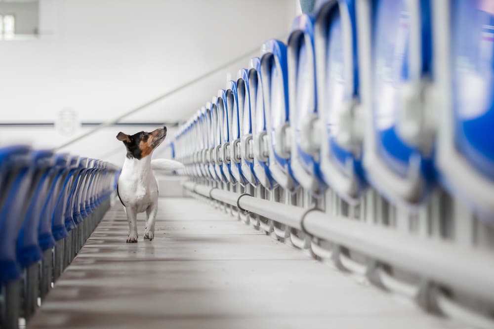 Curious Dog in Empty Stadium by Heike Willers — canvas wall art