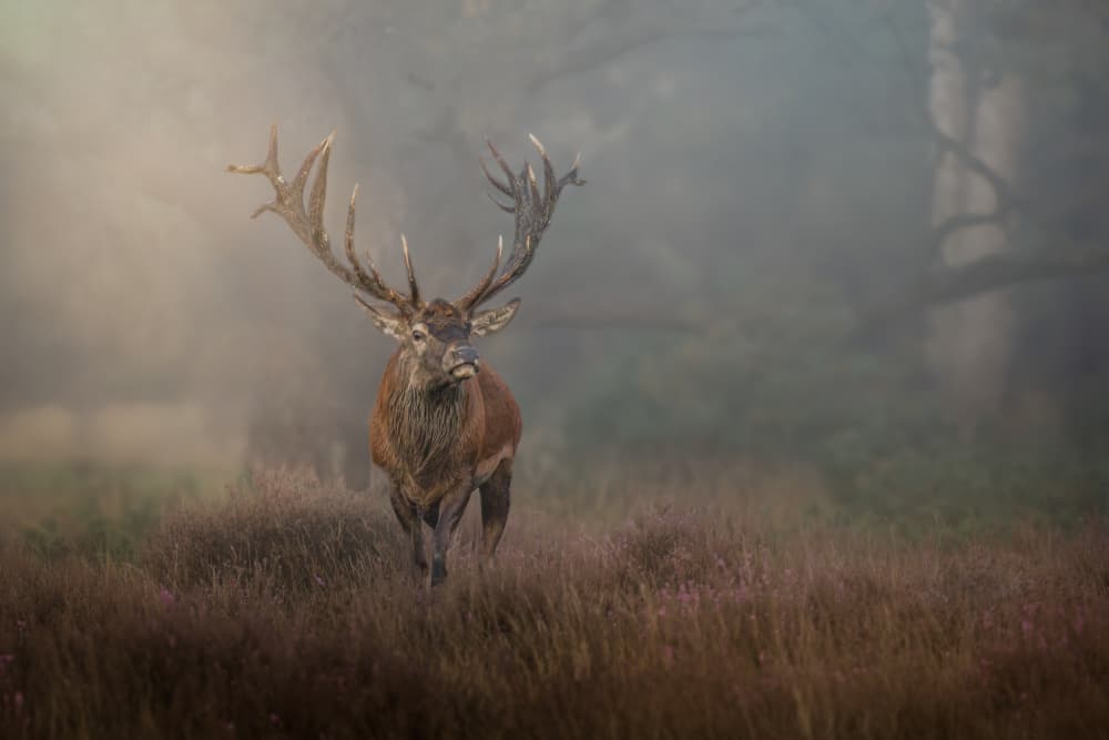 Stag In Golden Mist by Gert J ter Horst — canvas wall art