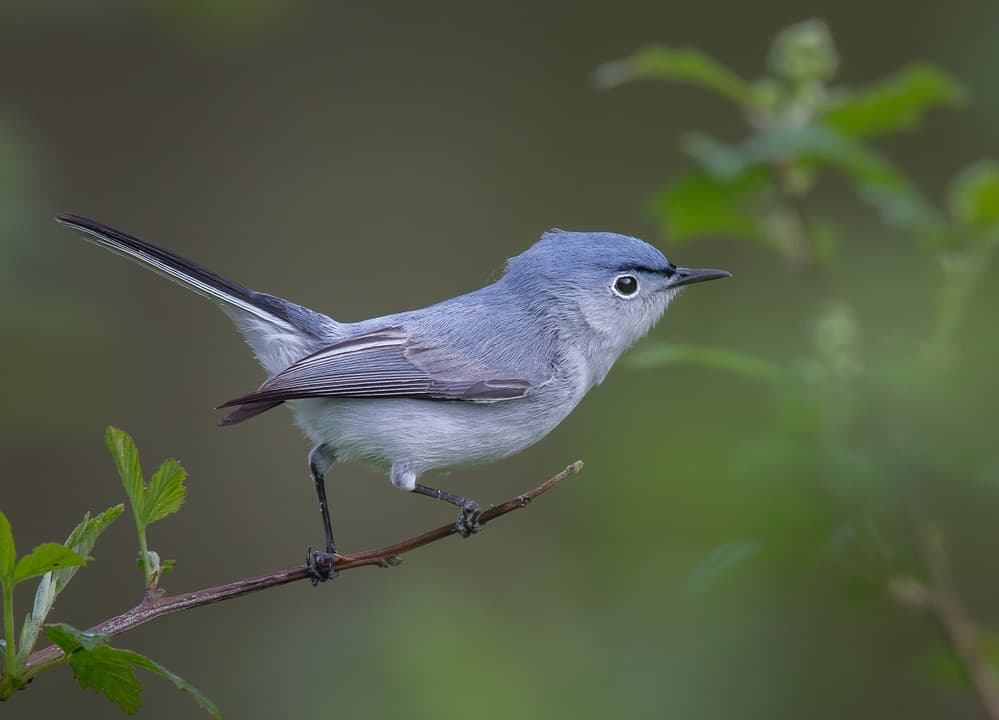 Blue Gnatcatcher Perched by Greg Barsh — canvas wall art