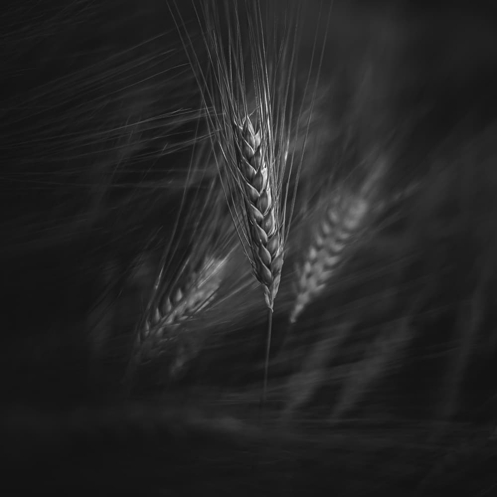 Moody Wheat Grains by Marc Huybrighs — canvas wall art