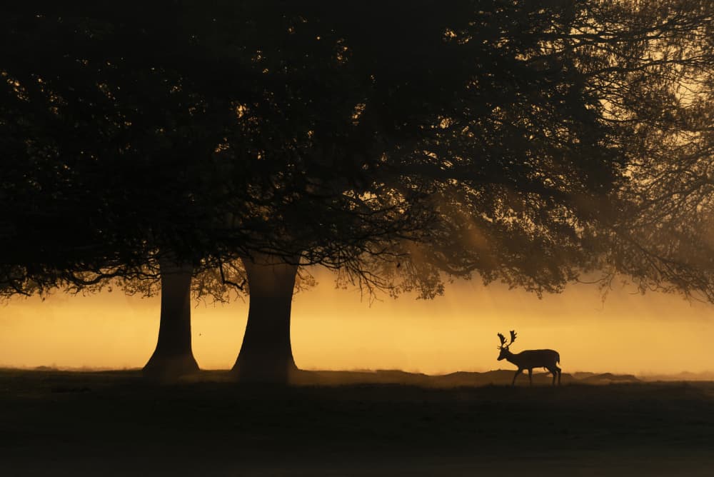 Golden Dawn Deer by Radojica Jevric fotorax — canvas wall art