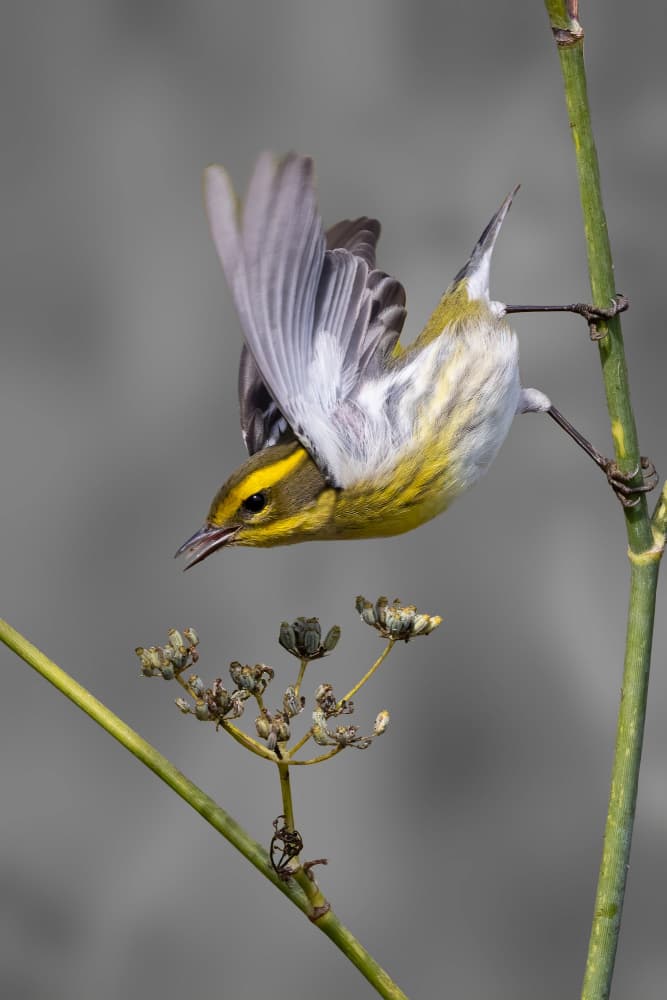 Yellow Warbler Mid-Flight by Bill Lu — canvas wall art