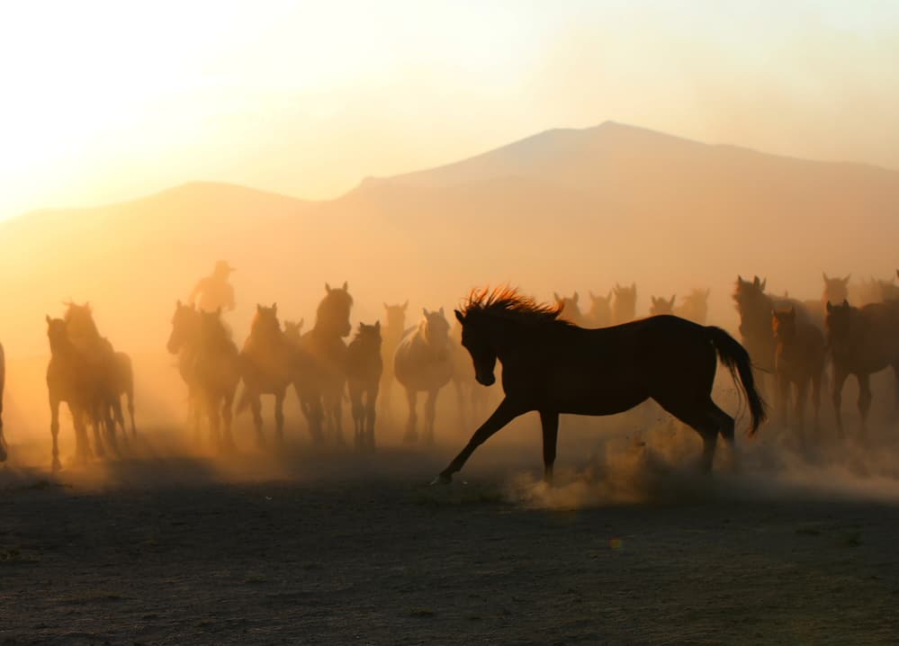 Wild Horses Galloping by Mustafa Binol — canvas wall art