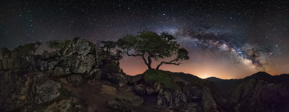 Starry Night Tree by Ivan Pedretti — canvas wall art