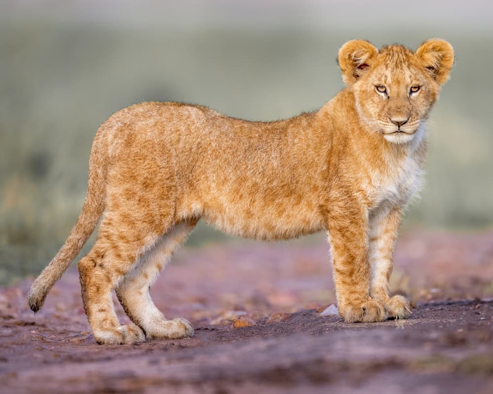 Curious Lion Cub by Ahmed Elsheshtawy — canvas wall art