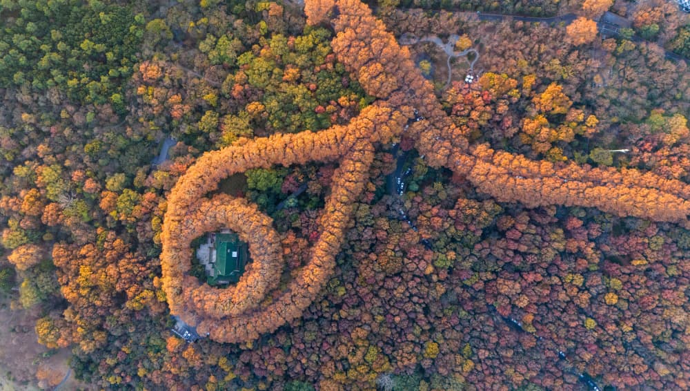 Autumn Forest Spiral House by Grace Guo APA — canvas wall art
