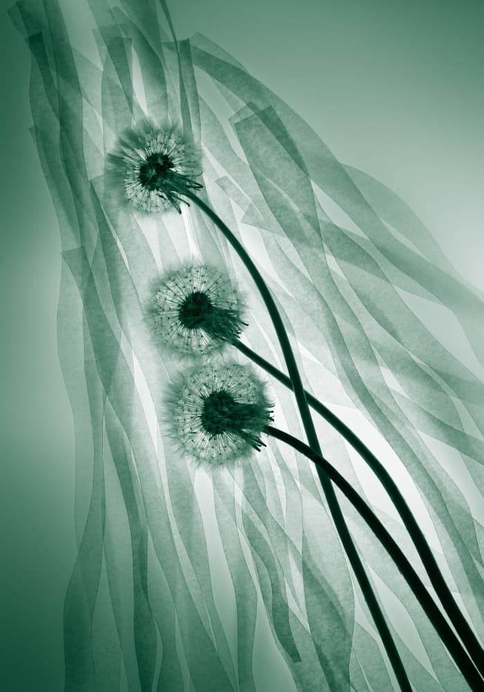 Delicate Green Dandelions by Shihya Kowatari — canvas wall art