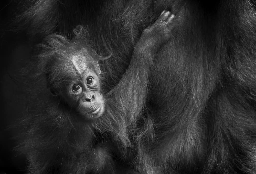 Baby Orangutan Portrait by Angela Muliani Hartojo — canvas wall art