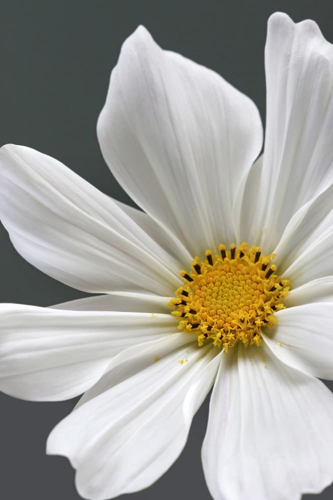 White Cosmos Bloom by Alyson Fennell — canvas wall art