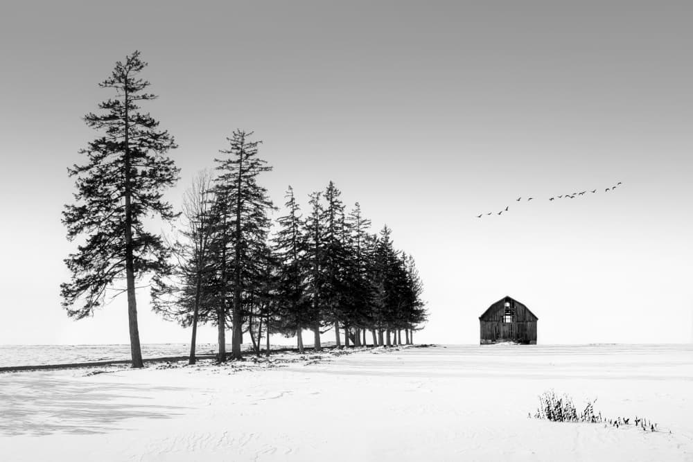Winter Barn Solitude by Steven Zhou — canvas wall art