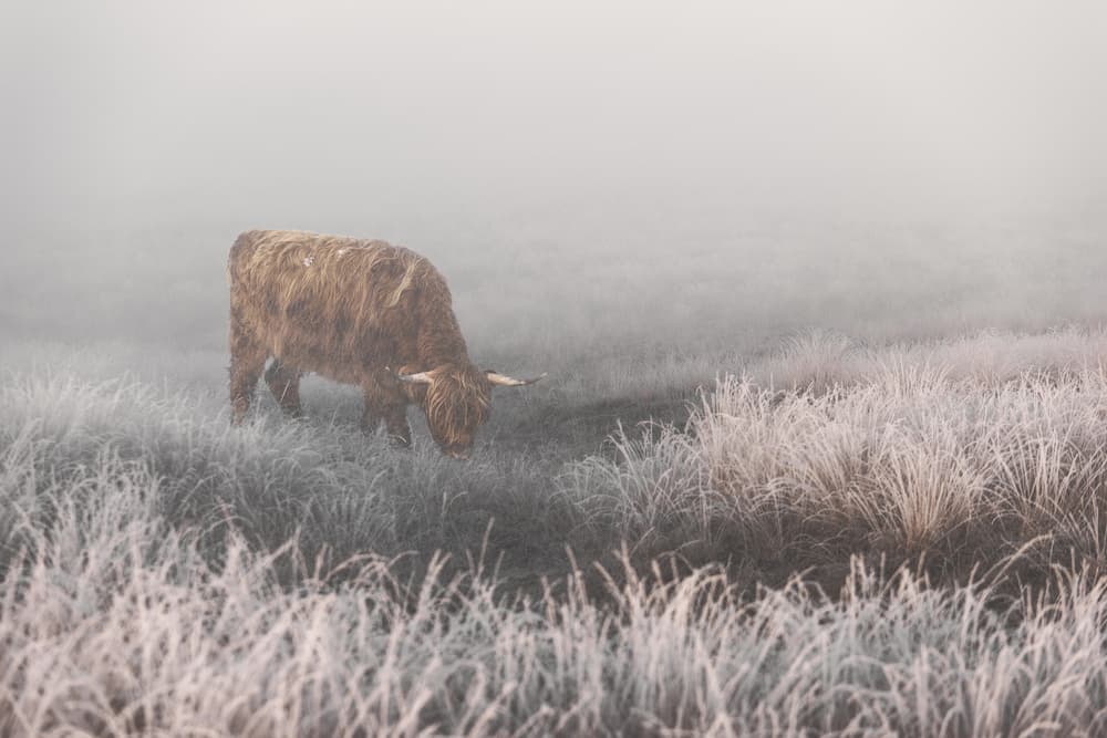 Frosty Highland Cow by Jaap van den Helm — canvas wall art