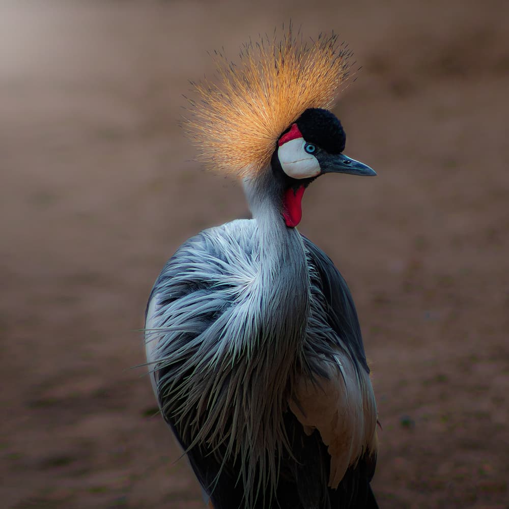 Majestic Crowned Crane by Angel Barrera — canvas wall art