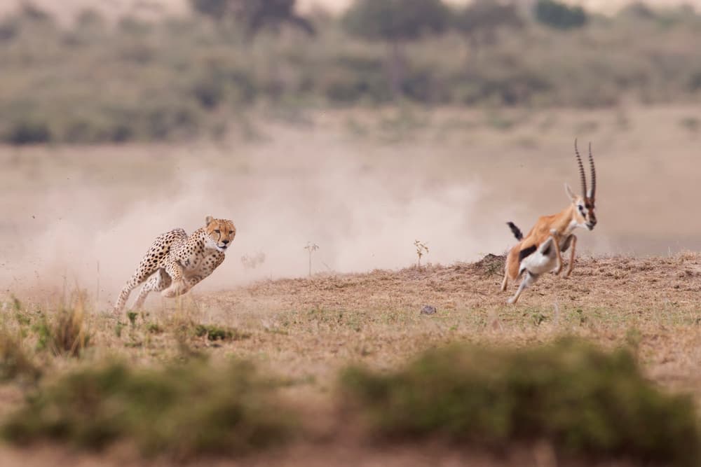 Cheetah Chases Gazelle by Valerio Ferraro — canvas wall art