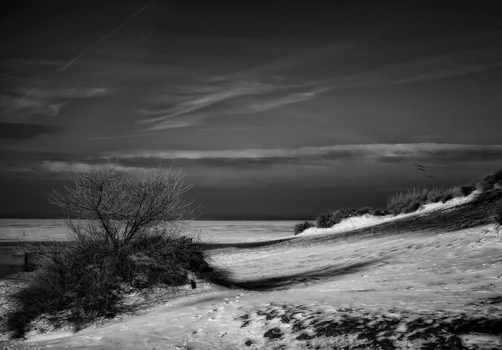 Bare Tree Winter Coast by Yvette Depaepe — canvas wall art