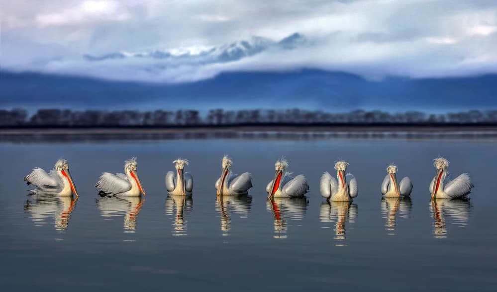 Pelicans on Calm Water by Xavier Ortega — canvas wall art