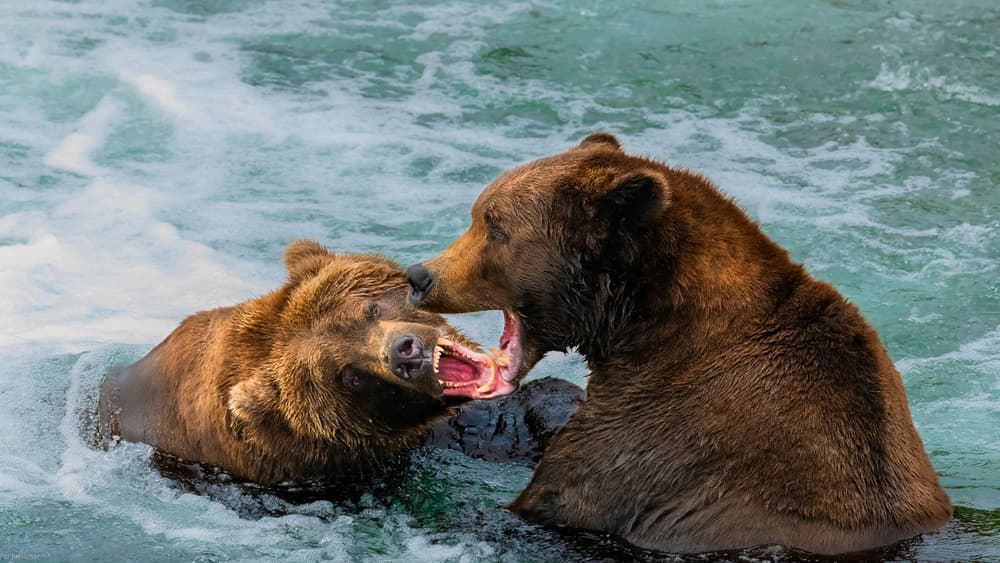 Grizzly Bear Showdown by Jie Fischer — canvas wall art