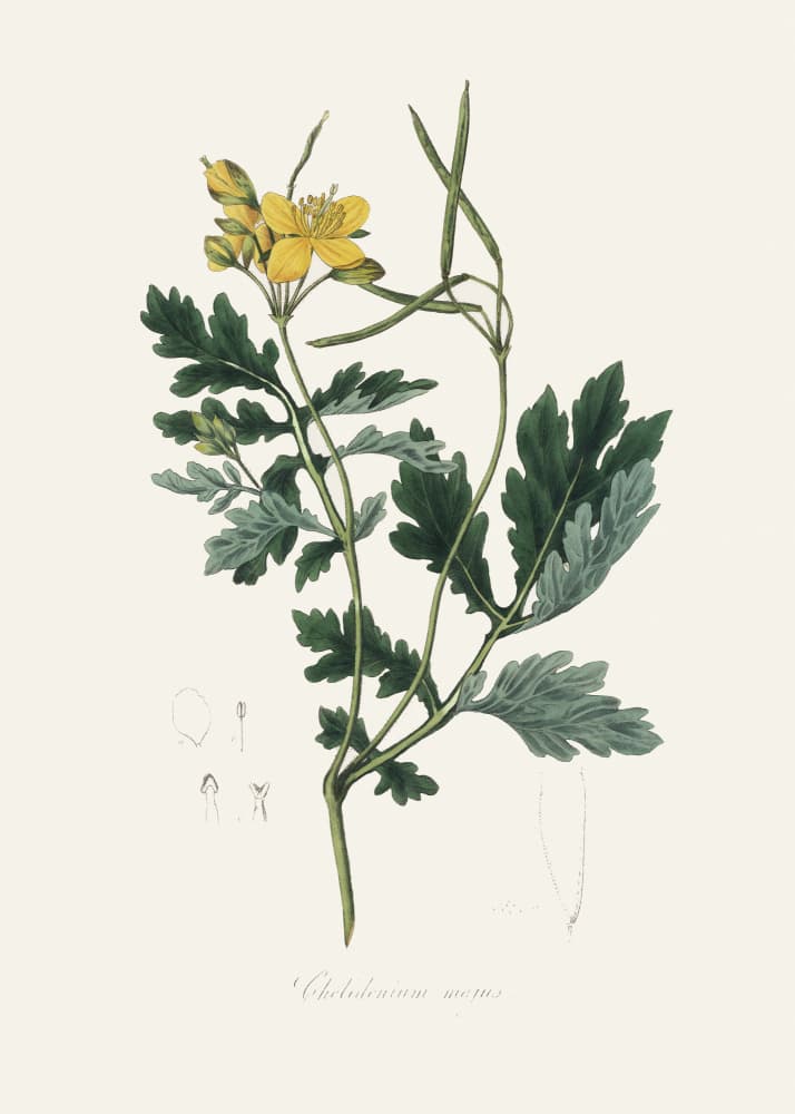 Greater Celandine (chelidonium Majus) Medical Botany by John Stephenson and James Morss Churchill — canvas wall art