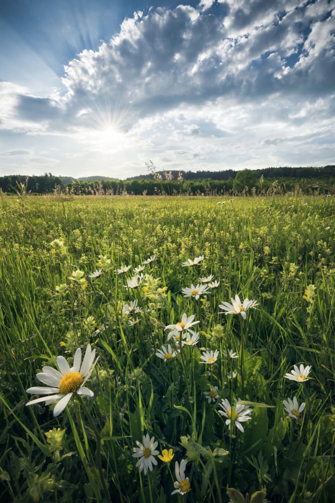 Flowering Meadow by Stefan Hefele — canvas wall art