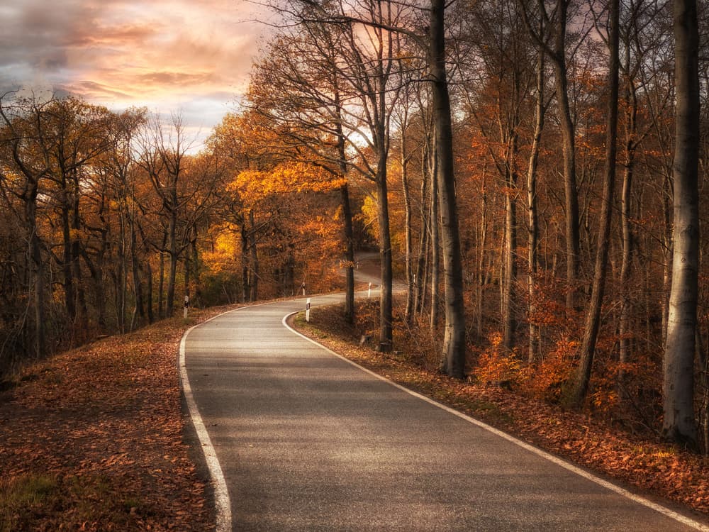 Autumn Road Sunlight by Roland Weber — canvas wall art