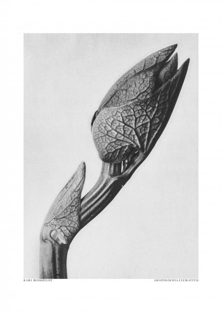Aristolochia clematitis by Karl Blossfeldt — canvas wall art