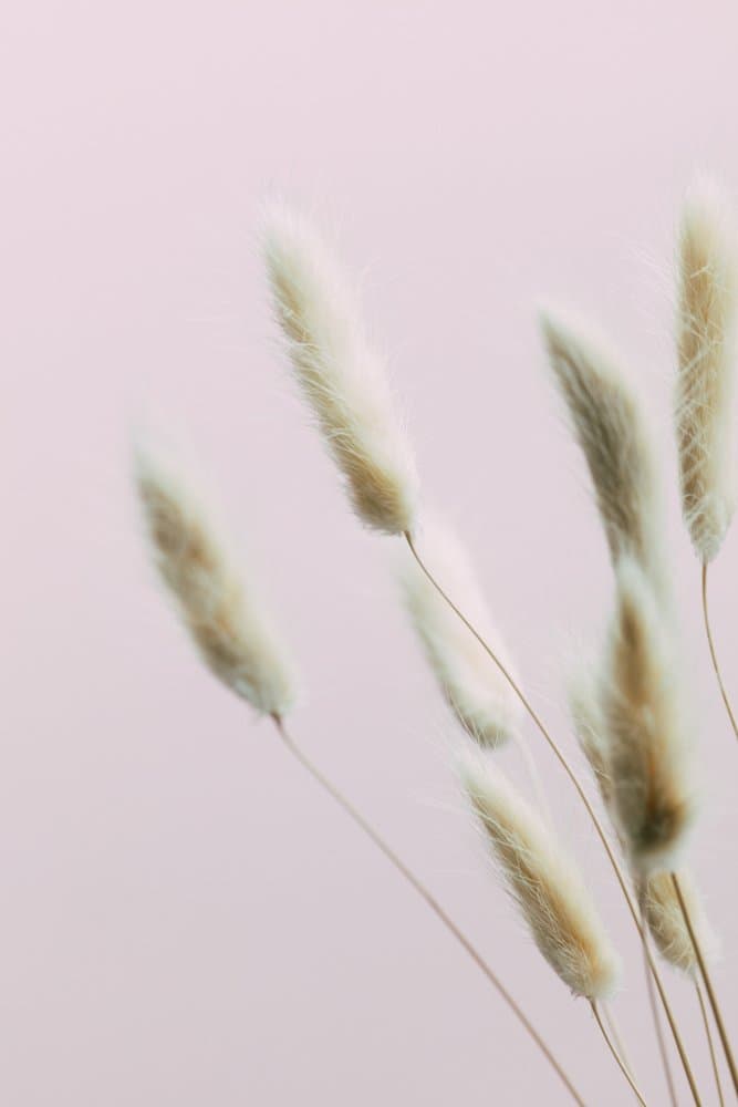 Soft Bunny Tails Blush by Pictufy Studio III — canvas wall art