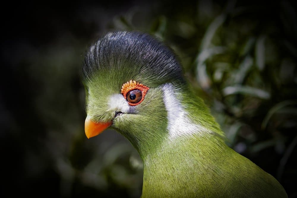 Vivid Green Turaco by Michel Romaggi — canvas wall art