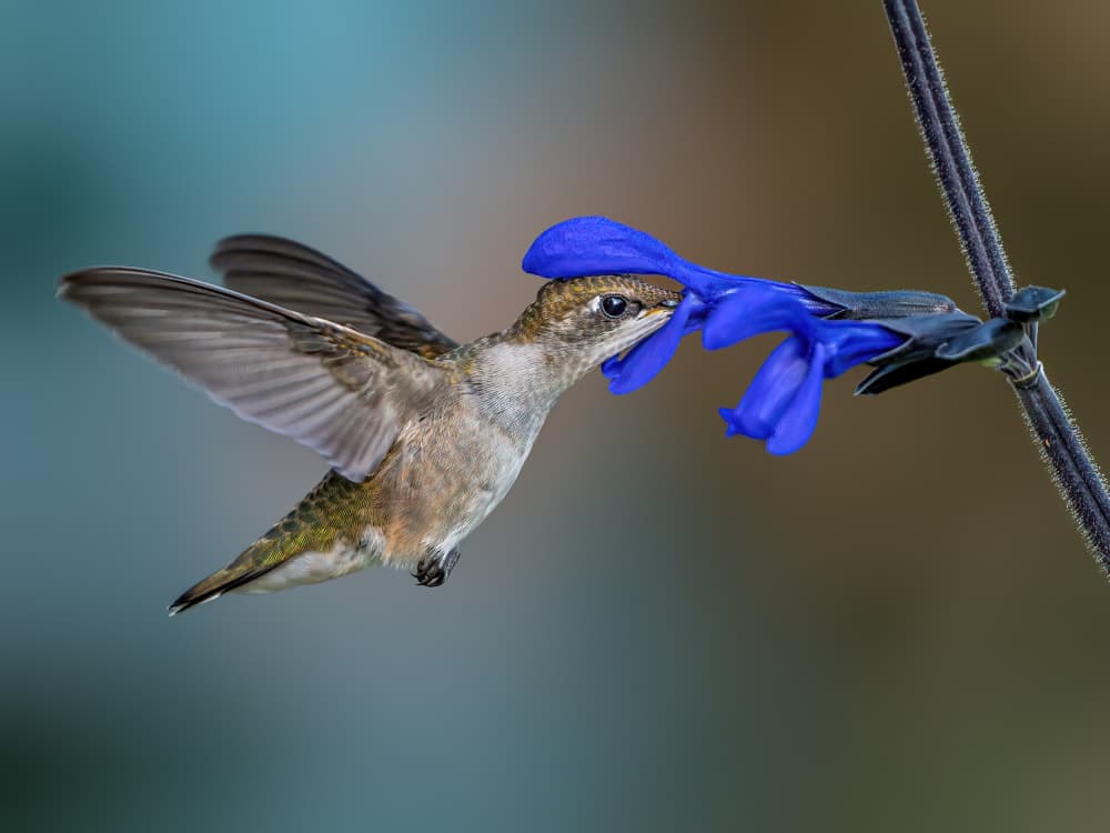 Hummingbird Blue Nectar by Jacob (Jian) Xu — canvas wall art
