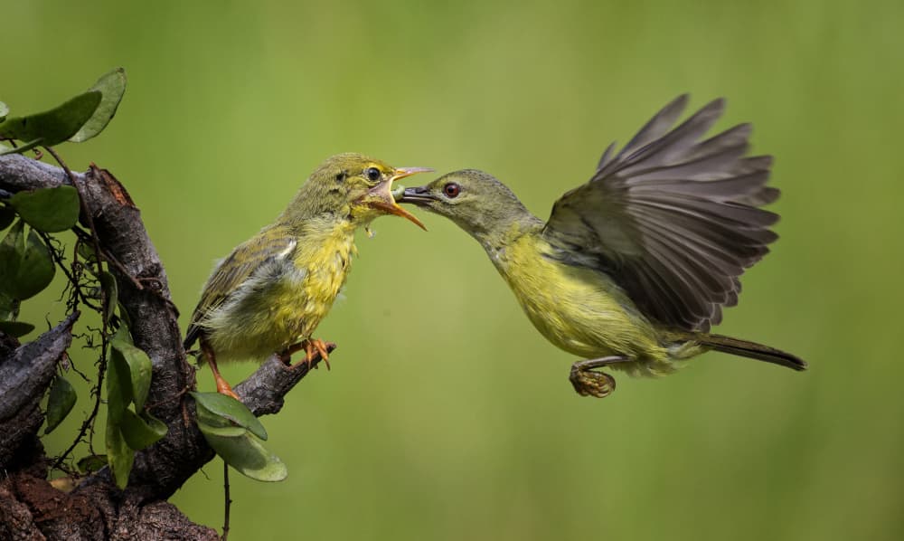 Baby Bird Feeding by Angela Muliani Hartojo — canvas wall art