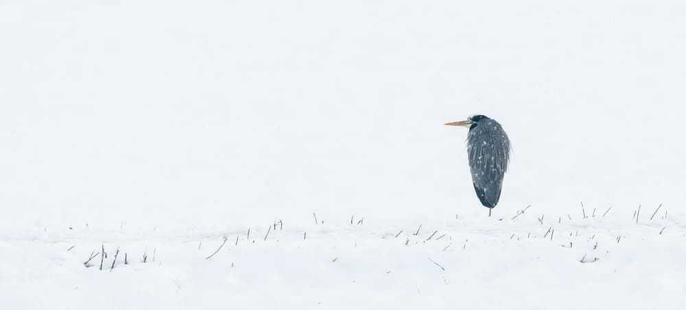 Gray Heron Winter Solitude by Marco Galimberti — canvas wall art