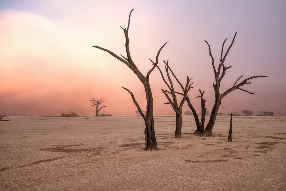 Desert Trees At Sunset by Giuseppe DAmico — canvas wall art