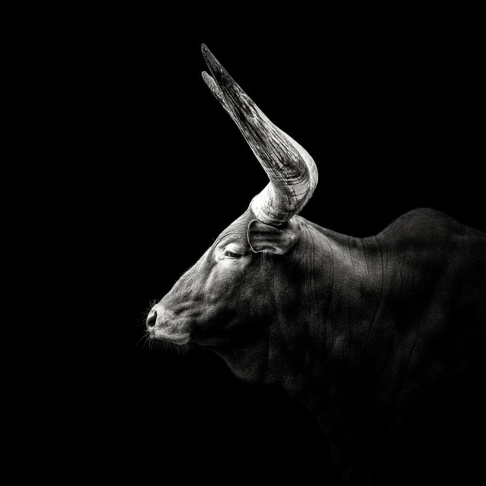 Majestic Watusi Bull by Christian Meermann — canvas wall art