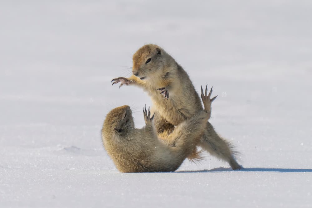 Wrestling Ground Squirrels by Peter Stahl — canvas wall art