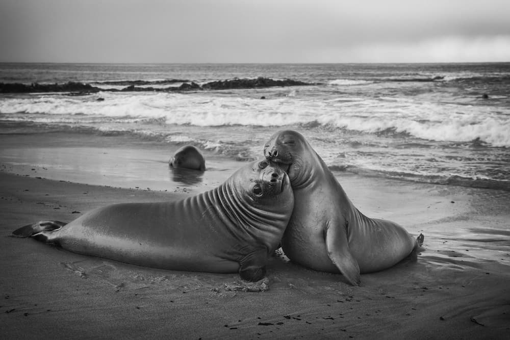Ocean Seals Embrace by Joan Gil Raga — canvas wall art