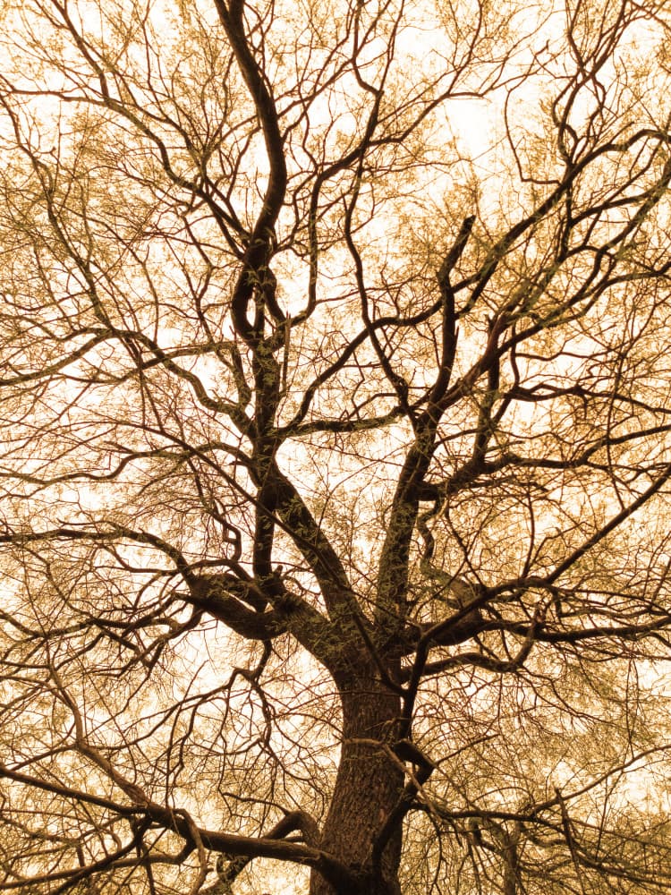 Intricate Bare Tree by Santhosh ch — canvas wall art