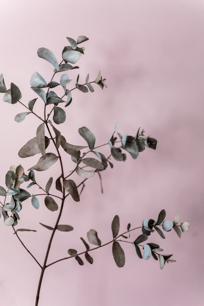 Eucalyptus 12 by Mareike Böhmer — canvas wall art