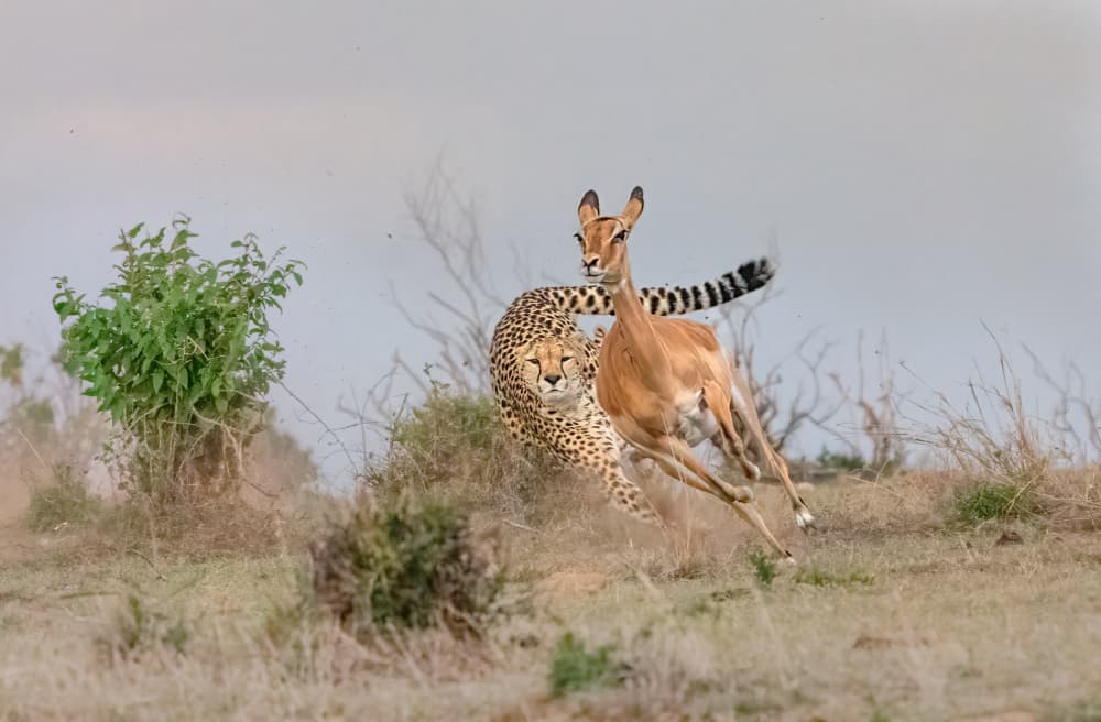 Cheetah Impala Chase by MIN LI — canvas wall art