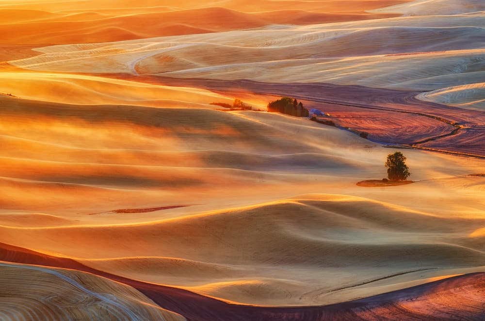 Golden Palouse by Lydia Jacobs — canvas wall art