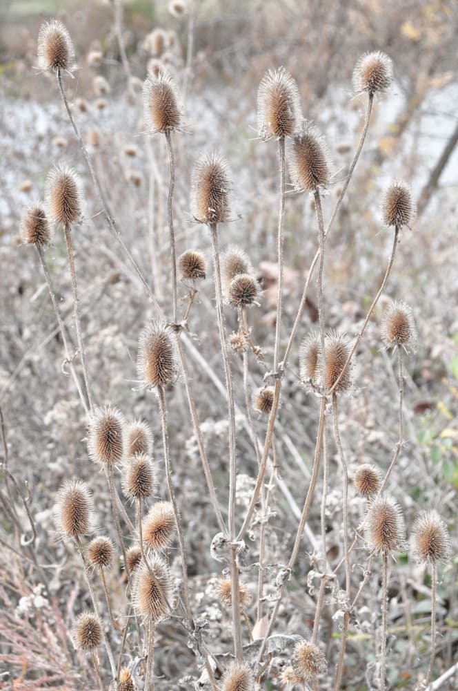 Winter Teasel Heads by Jemma Morris — canvas wall art