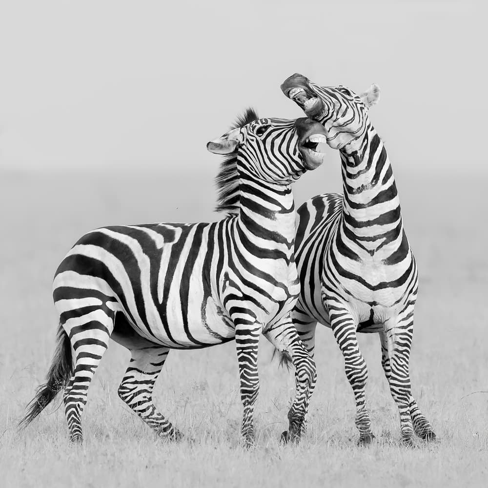 Wild Zebras Interacting by Jun Zuo — canvas wall art