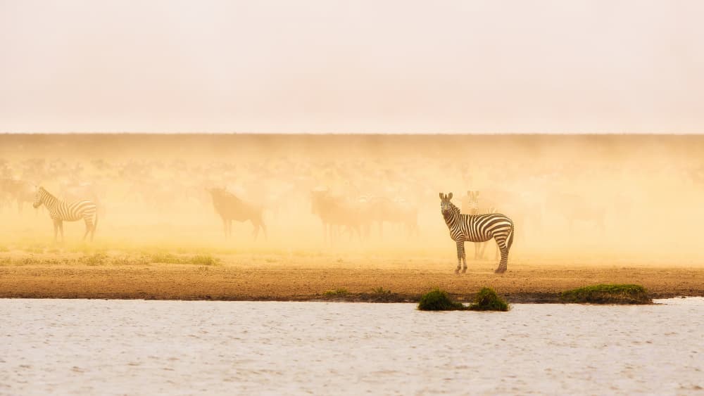 Zebras in Golden Dust by Mohammed Alnaser — canvas wall art