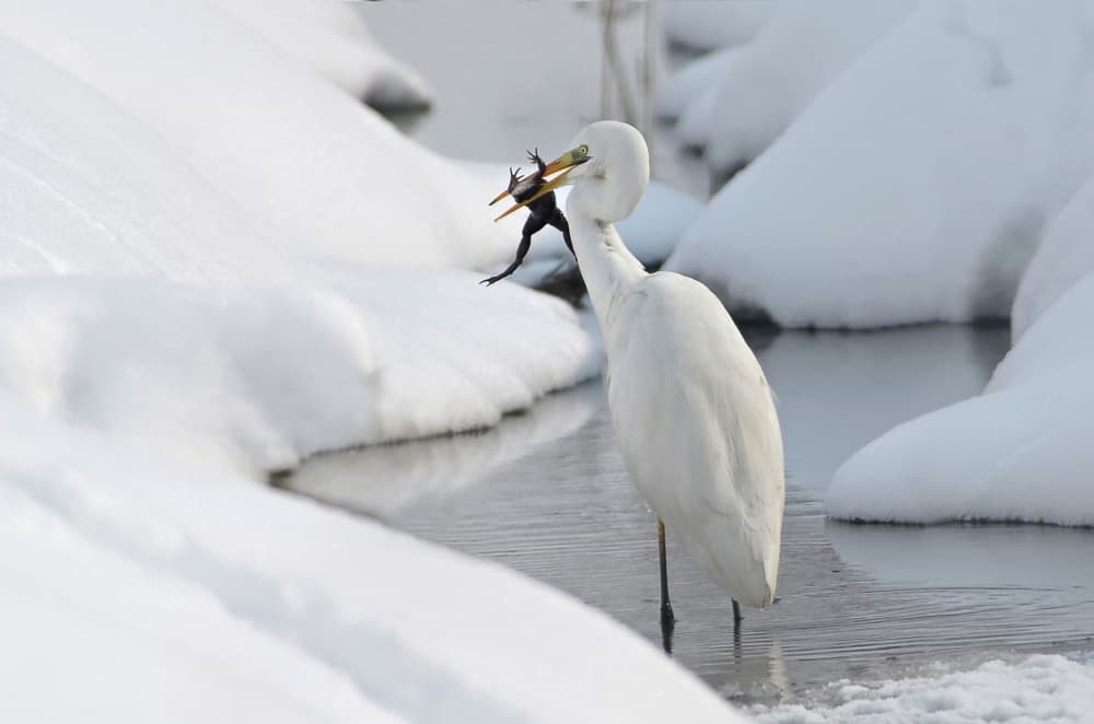 Winter Egret Hunts Frog by Zoran Milutinovic — canvas wall art