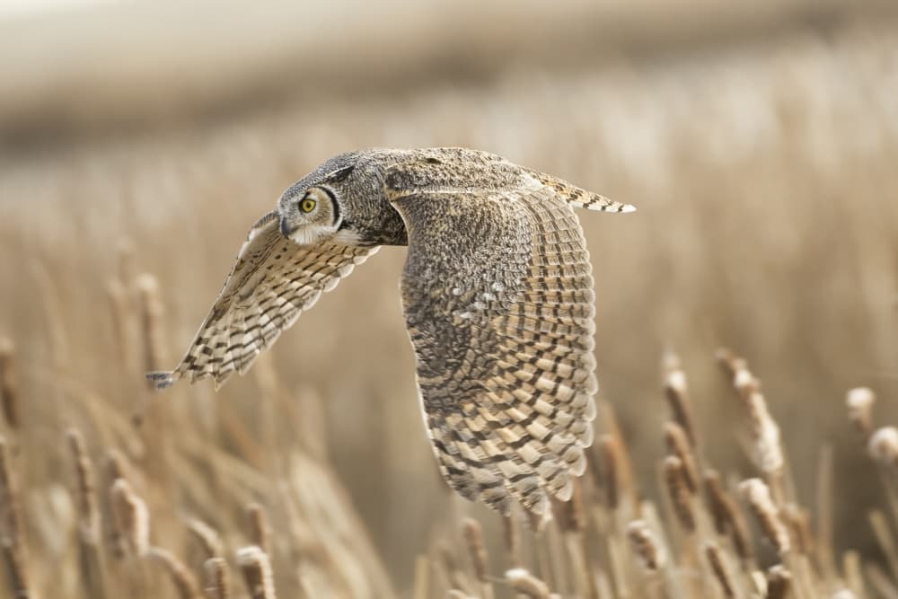 Great Horned Owl Soaring by Peter Stahl — canvas wall art