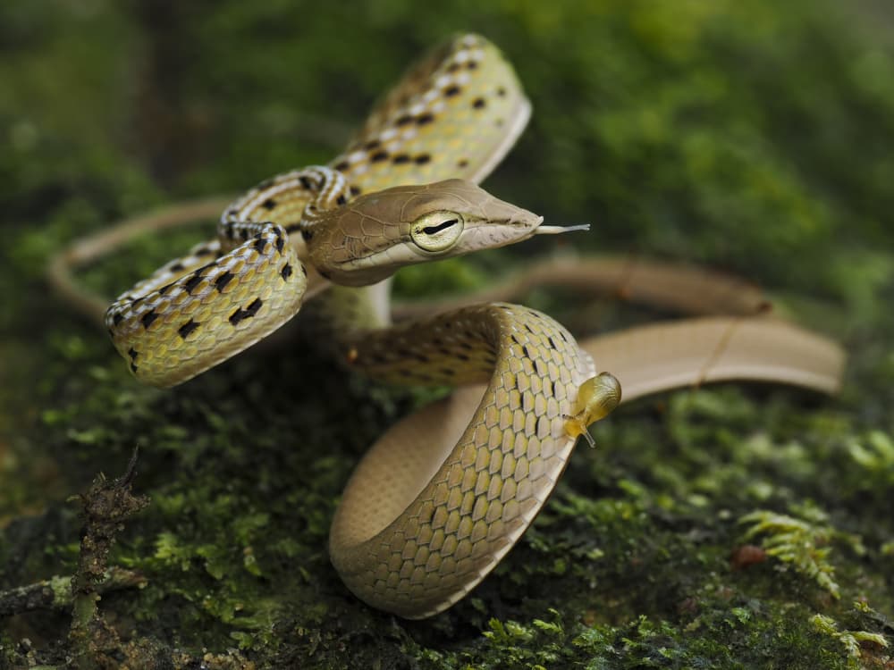 Green Vine Snake Encounter by HuongHoang — canvas wall art