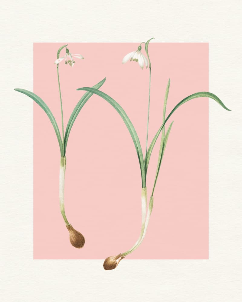 Delicate Snowdrop Blooms by Wild Violets — canvas wall art