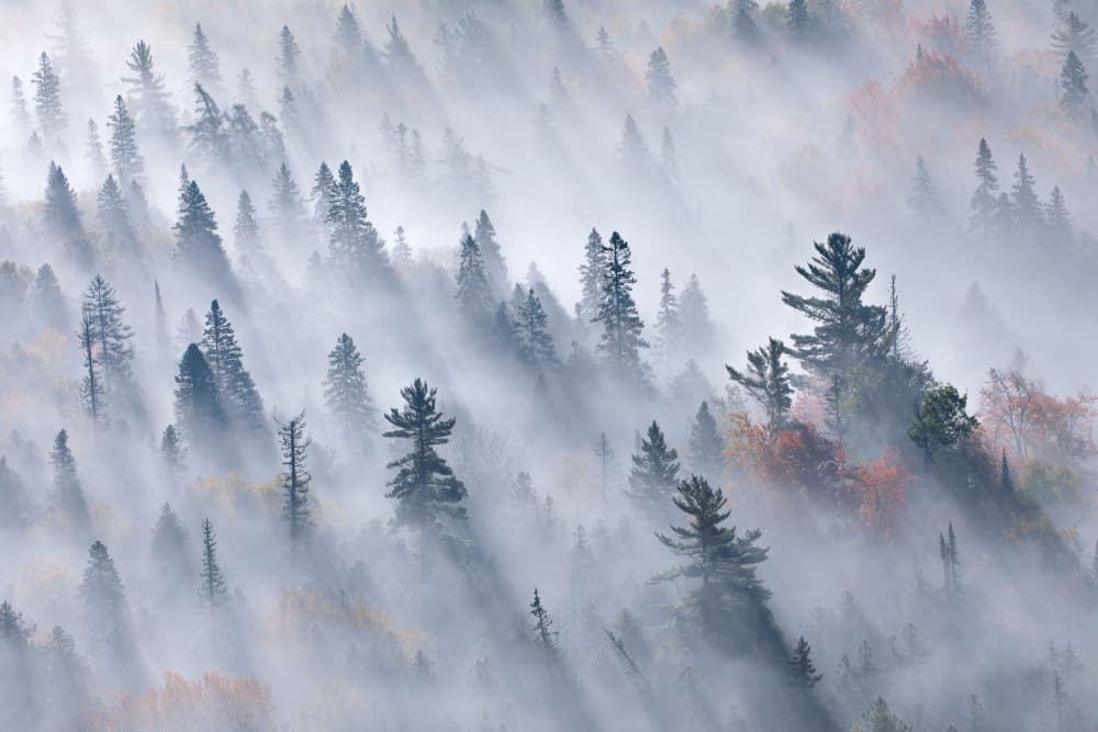Sun Rays Through Foggy Forest by Jennifer Zhao — canvas wall art